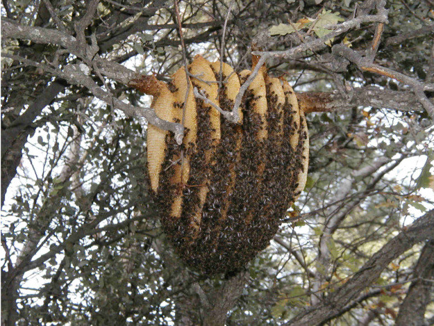 Természetes méhlakások