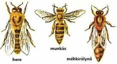 a méhek