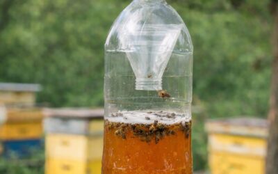 Darázscsapda készítése méhészetben